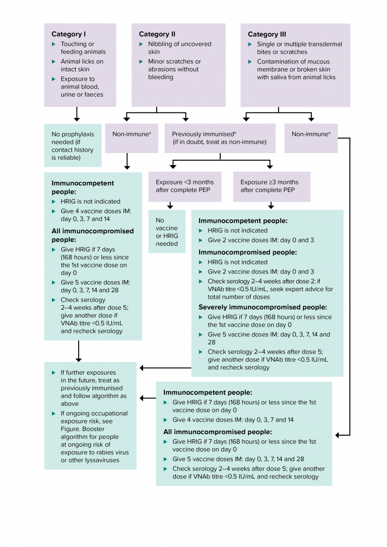 This algorithm gives guidance on post-exposure prophylaxis after potential exposure to lyssaviruses from a terrestrial animal in a rabies-enzootic area.